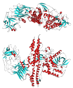 شکل ساختار مولکولی سم بوتولینوم توکسین یا بوتاکس