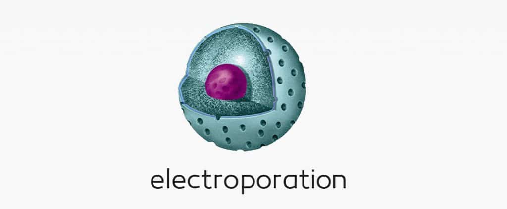 الکتروپوریشن