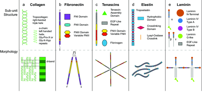 چند نمونه از پروتئین‌های ساختاری
