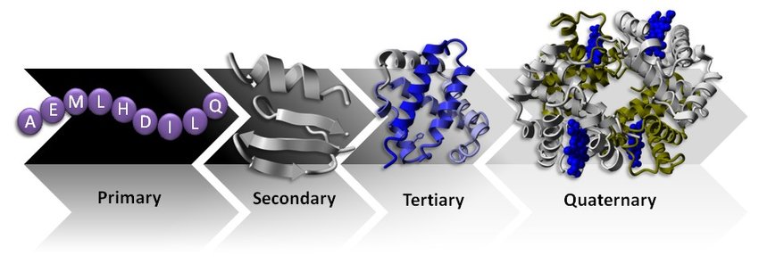 ساختار پروتئین