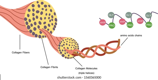 ساختار کلاژن