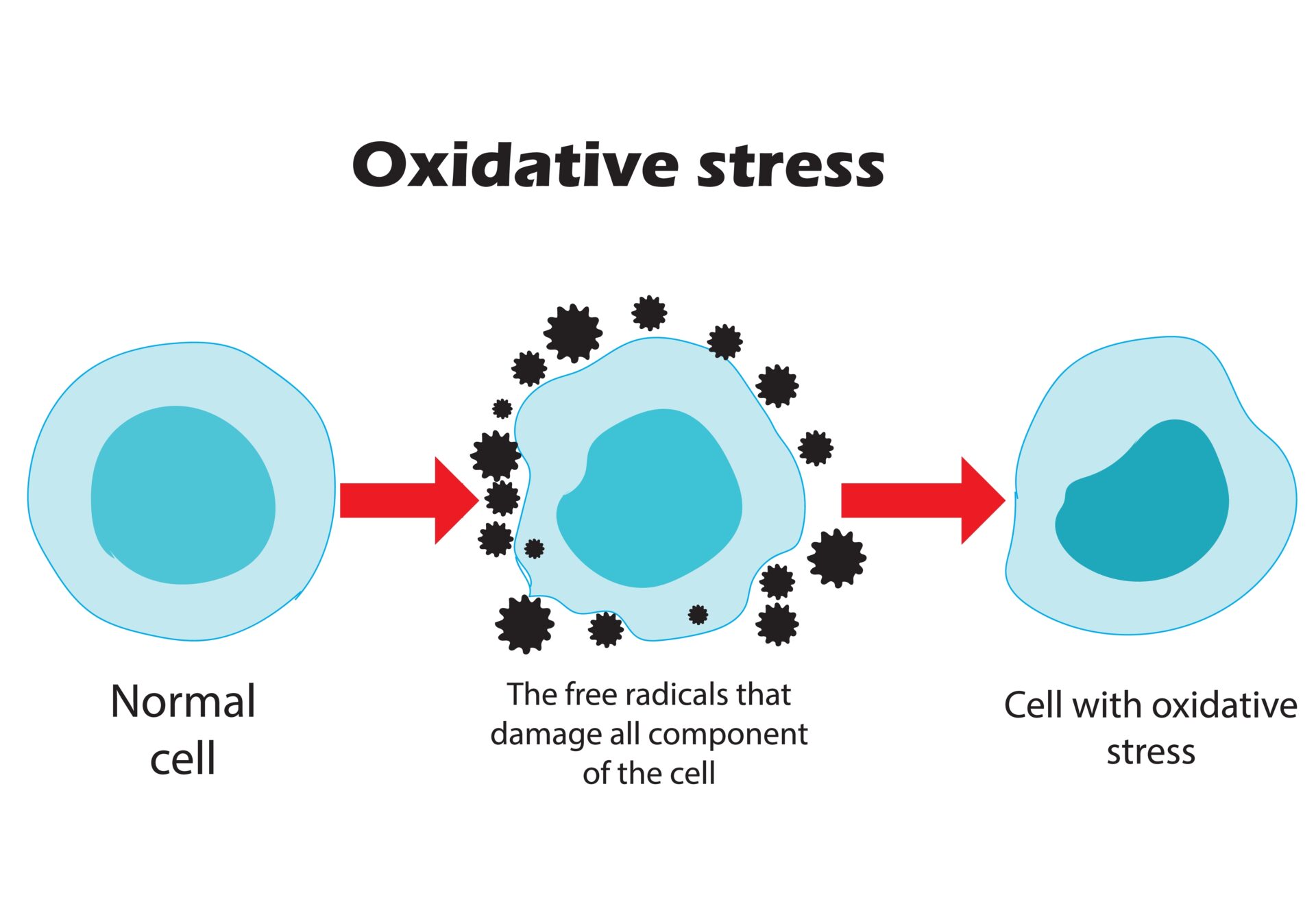 توضیح فشار اکسیداتیو به طور خلاصه